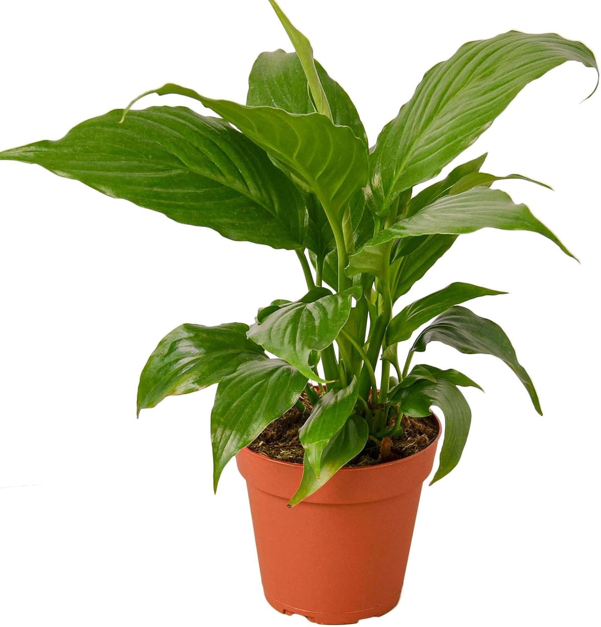 Peace Lily Live Plant in 4'' & 6'' Pot E692948