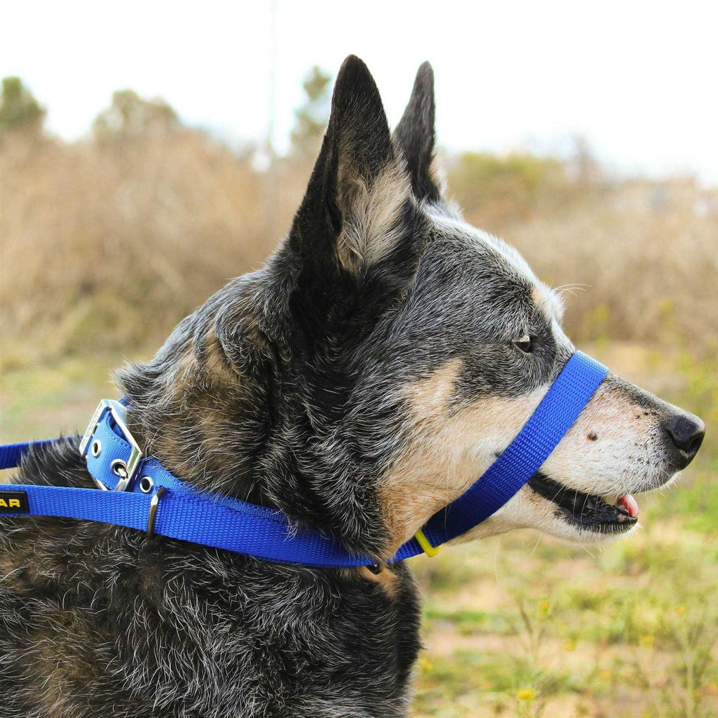 Padded Dog Training Head Collar P17423