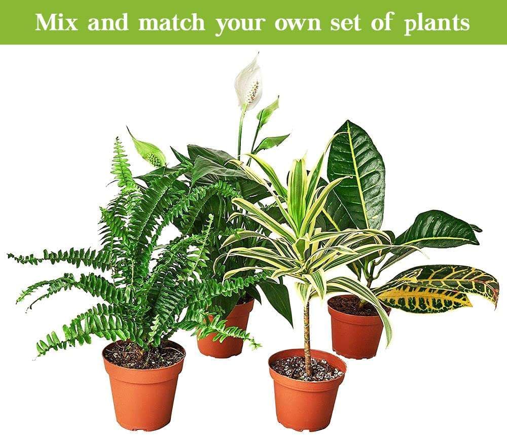 Peace Lily Live Plant in 4'' & 6'' Pot E692948