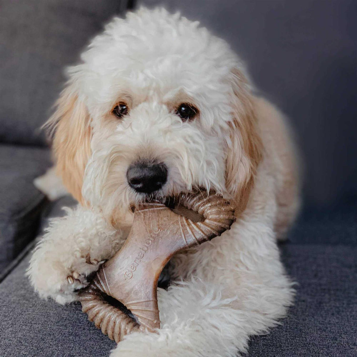 Bacon Dog Chew Toy M5900