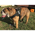 Big Dog Soft No Pull Harness Z491258