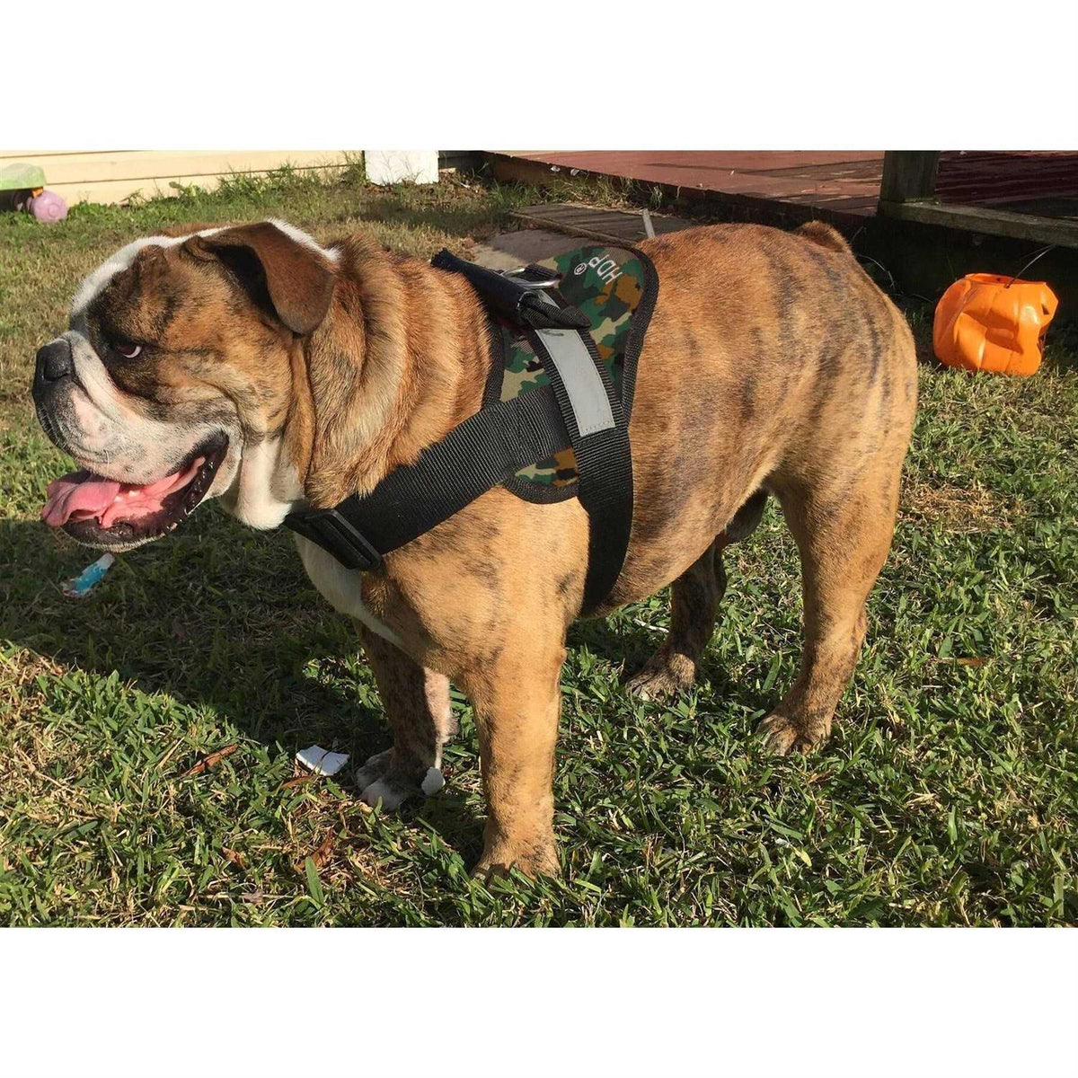 Big Dog Soft No Pull Harness Z491258