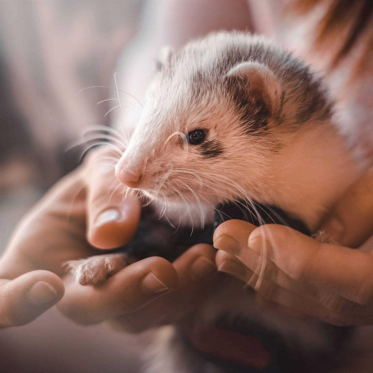Malt Paste Ferrets Vitamin B4659
