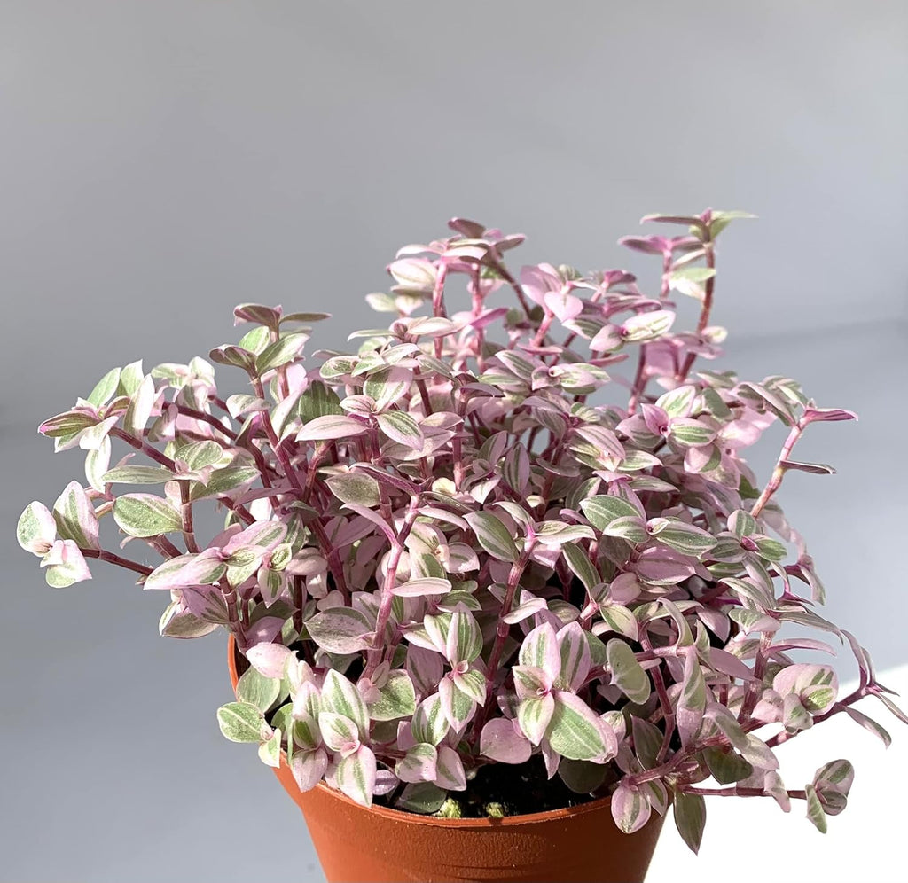 Pink Panther Houseplants Live Potted K977376
