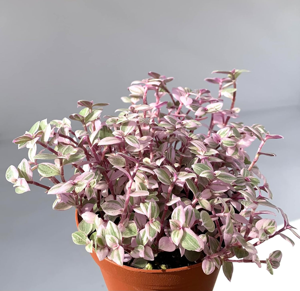 Pink Panther Houseplants Live Potted K977376