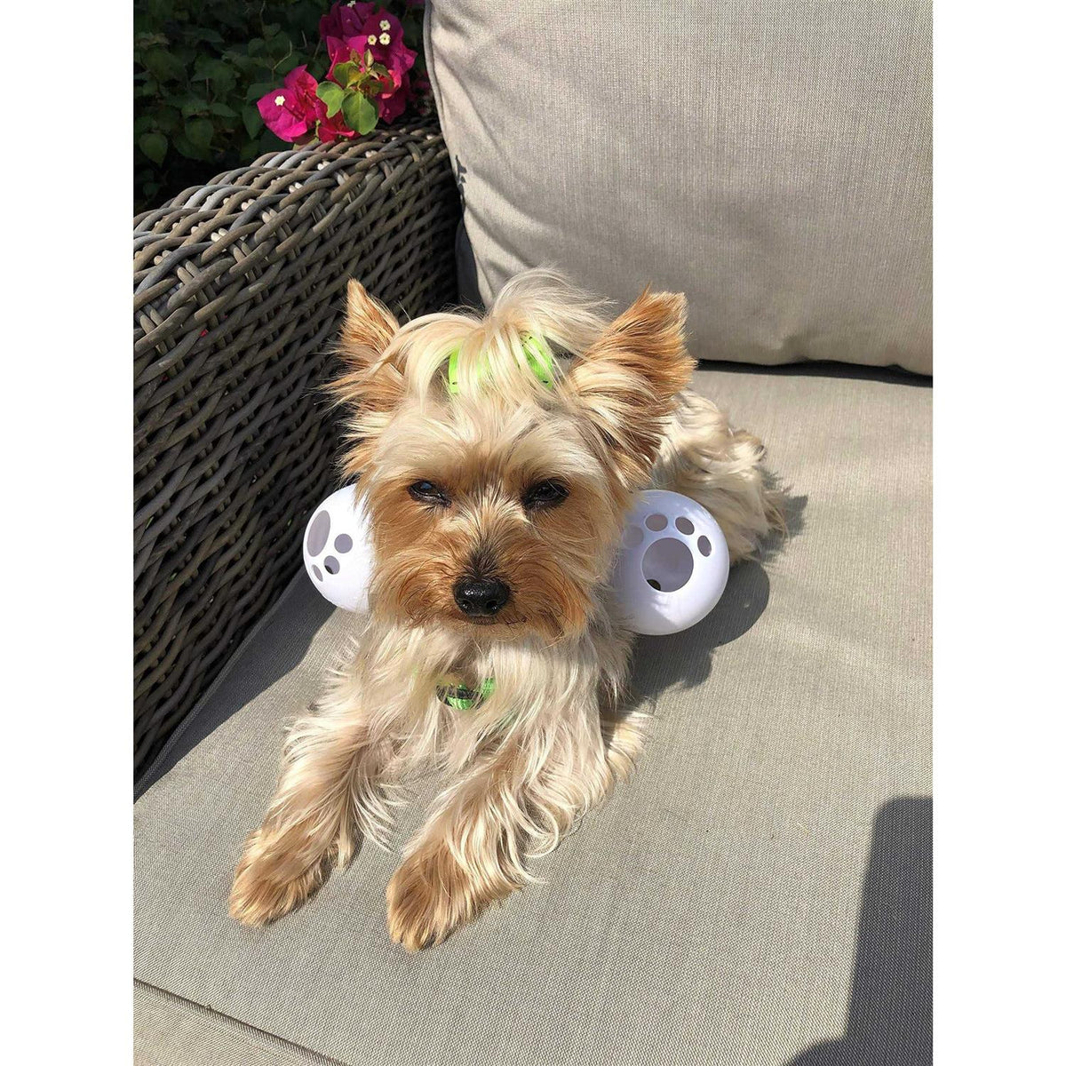 Dog Harness Y2980
