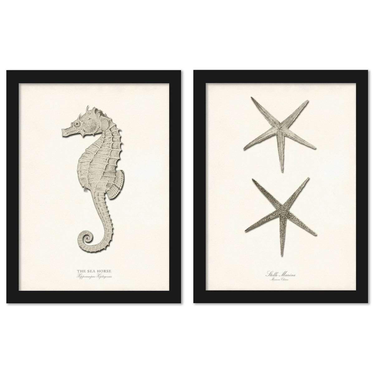 Greige Sea Horse 2 Piece Black Framed Print Set R213134