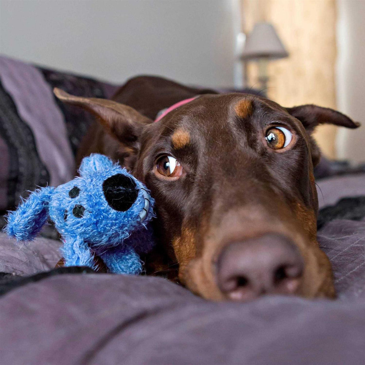 Dog Toy H81845