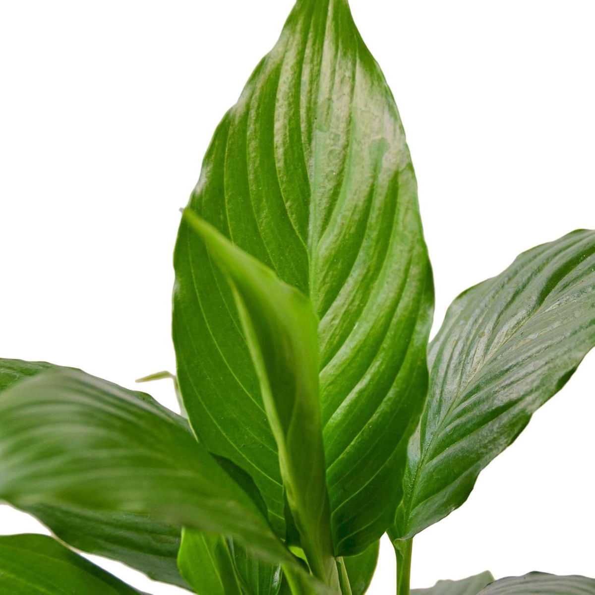 Peace Lily Live Plant in 4'' & 6'' Pot E692948