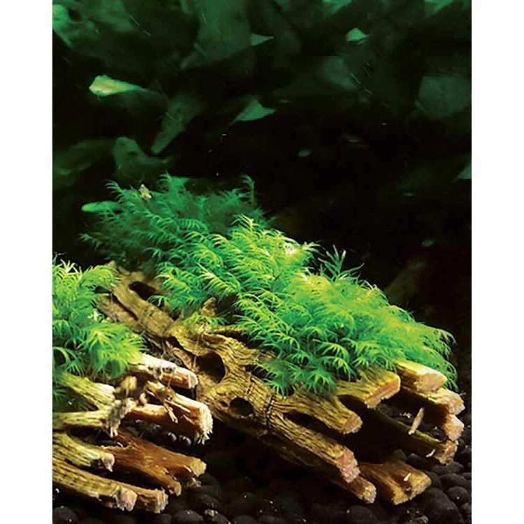Cholla Wood C38717