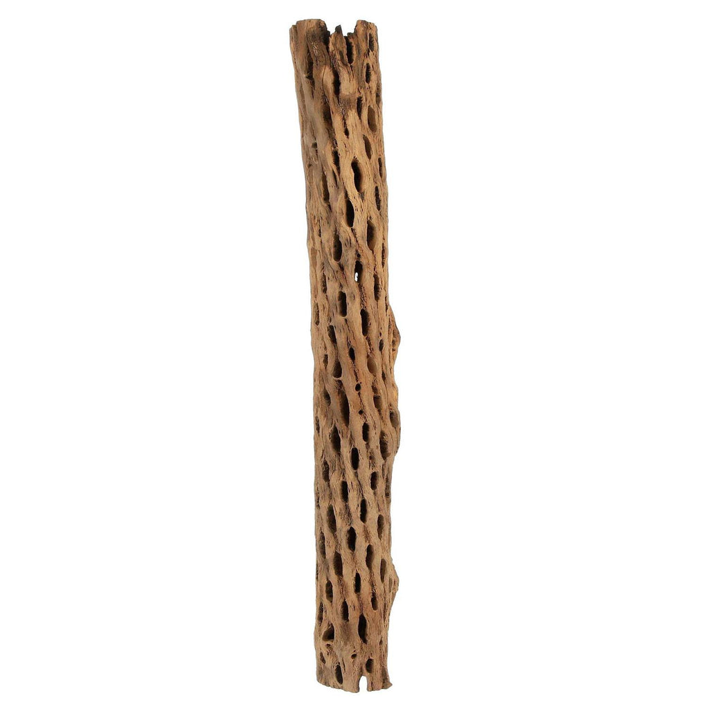 Cholla Wood C38717