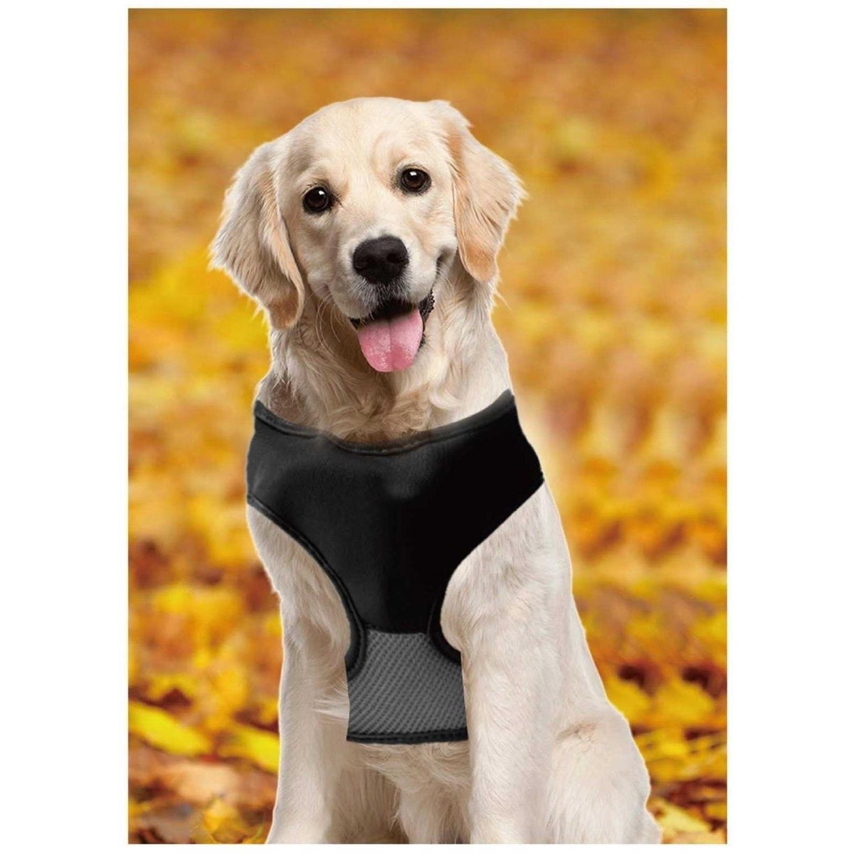 Magnetic Harness & Retractable Leash H74422