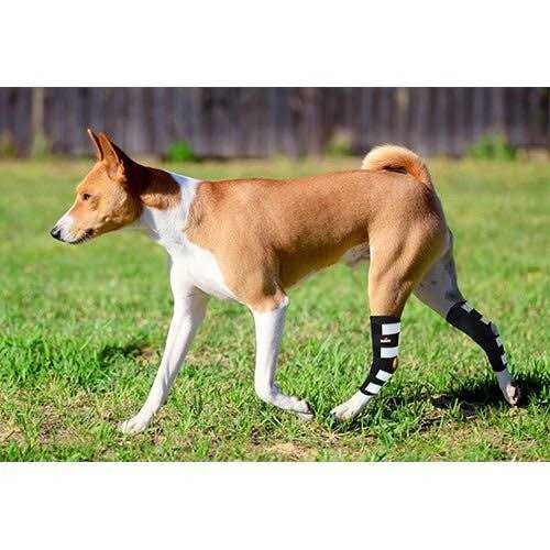 Dog Rear Leg Hock Metal Spring Strips L7690