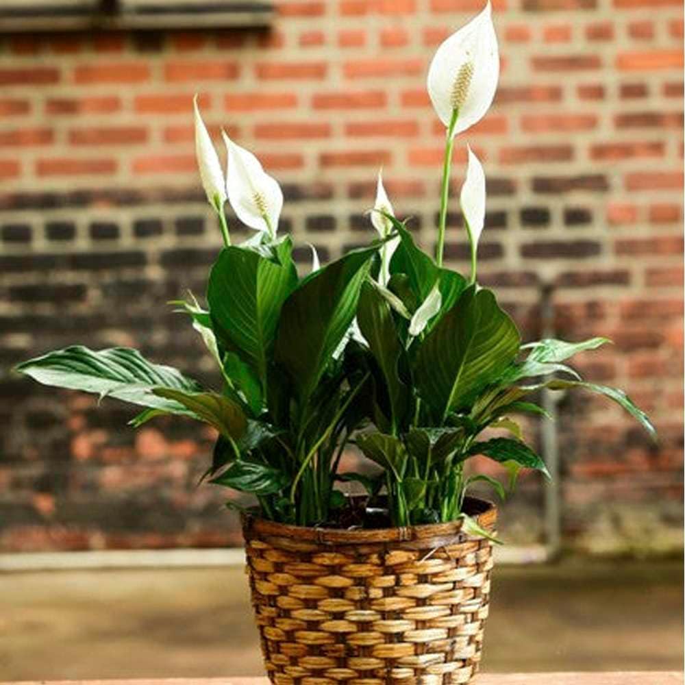 Peace Lily Live Plant in 4'' & 6'' Pot E692948