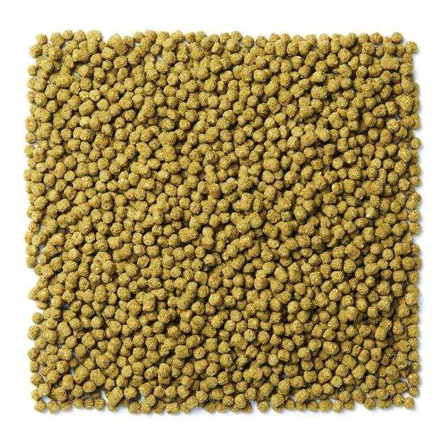 Green Pigeon Bird Food I311625