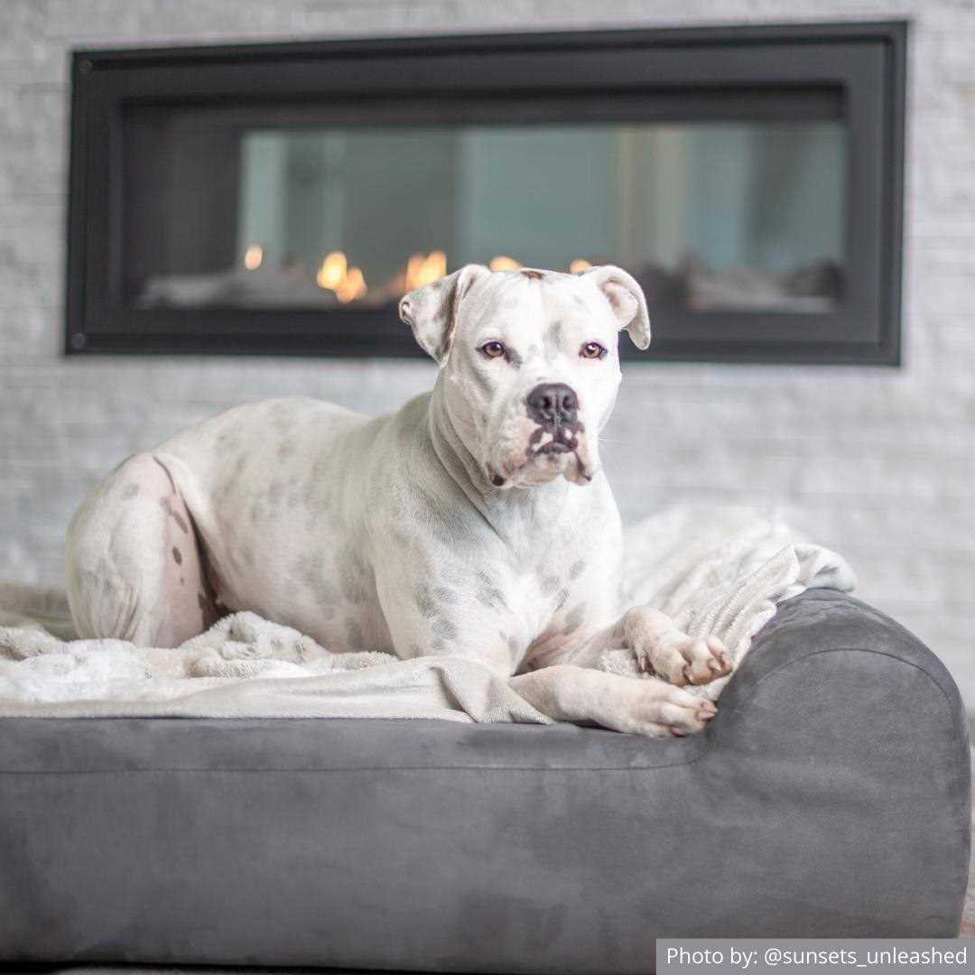 Orthopedic Dog Bed F251