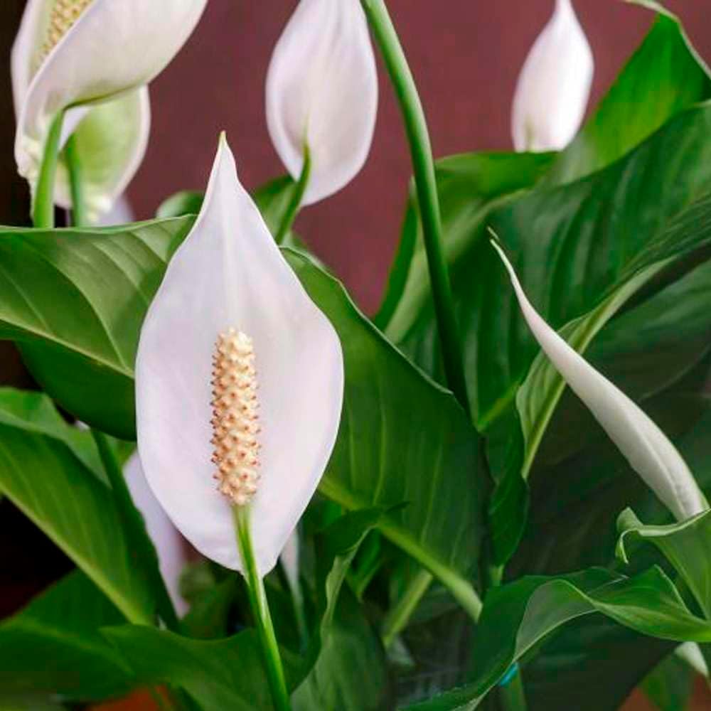 Peace Lily Live Plant in 4'' & 6'' Pot E692948