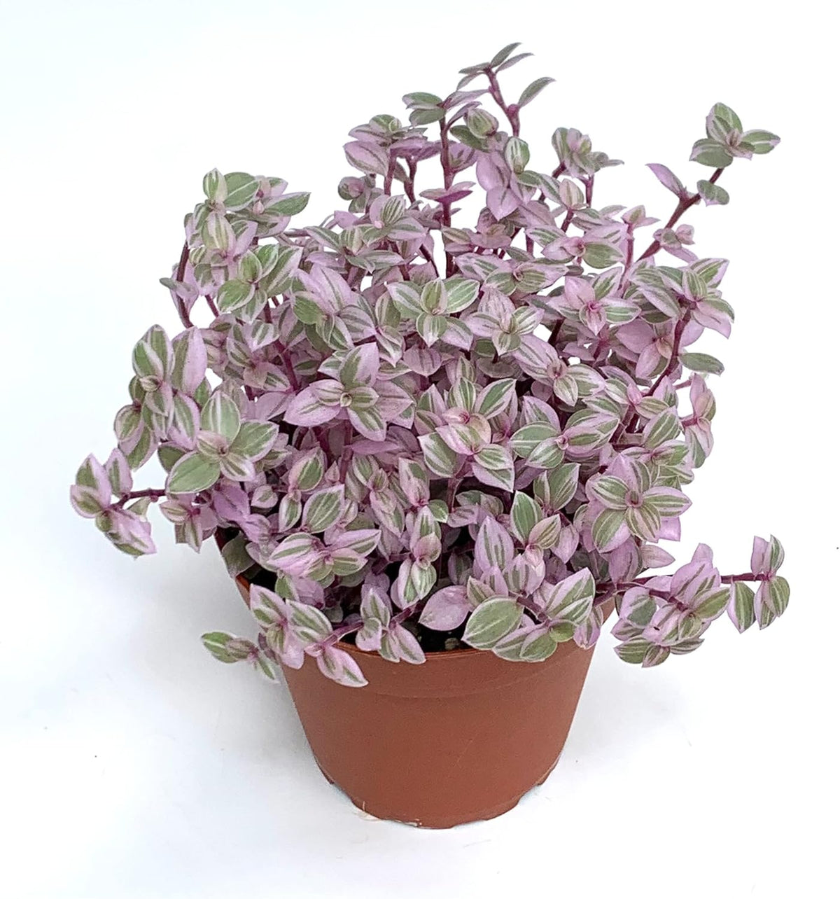 Pink Panther Houseplants Live Potted K977376