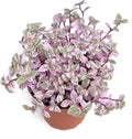 Pink Panther Houseplants Live Potted K977376