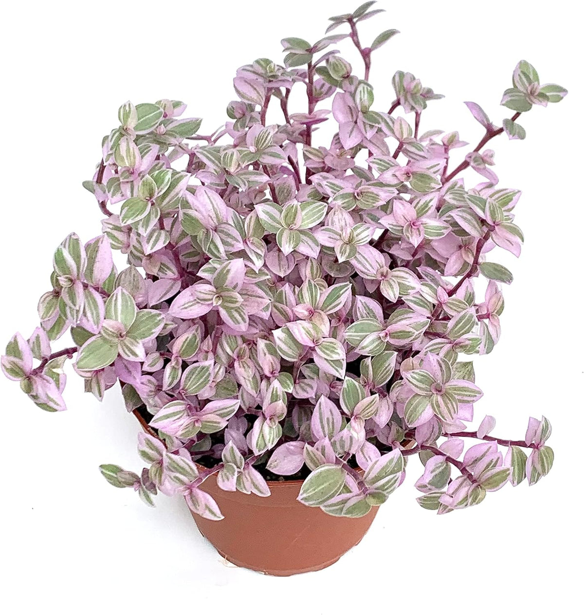 Pink Panther Houseplants Live Potted K977376