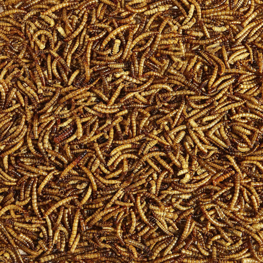 Mealworms Bird Food H289