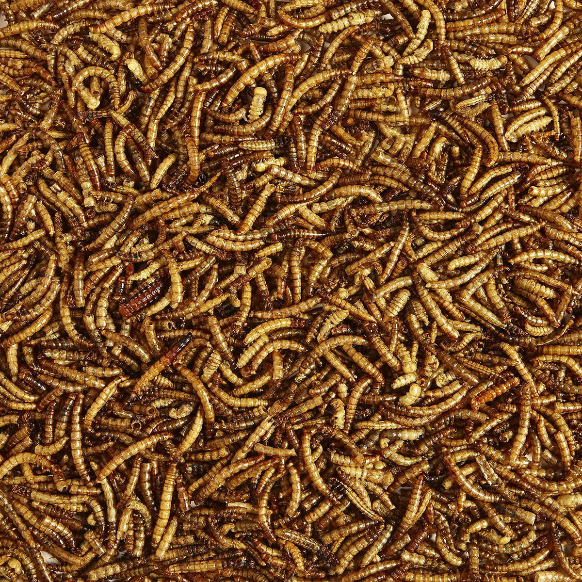 Mealworms Bird Food H289