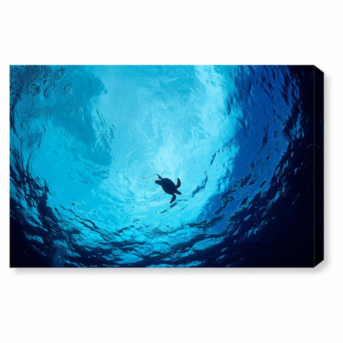 Blue Green Sea Turtle Canvas Art J503655