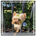 Dog Harness Y2980